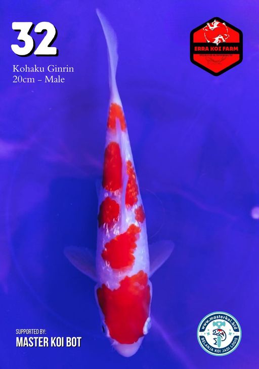 Lelang Koi Online, Jual Beli Ikan Koi, Pusat Jual Beli Koi, Info Lelang Koi Hari Ini, Platform Jual Beli Koi, Jual Beli Ikan Koi Online, Marketplace Ikan Koi, Jual Koi Terbaik, Tempat Beli Koi Berkualitas, Pasar Ikan Koi Online Terpercaya, Penjual Ikan Koi Terpercaya, Beli Koi Hias Online, Ikan Koi untuk Dijual, Koi Kualitas Terbaik, Toko Online Ikan Koi, Koi Hias Untuk Dijual, Jual Beli Ikan Koi Lokal, Koi Indonesia Online, Pusat Jual Beli Koi Terbesar