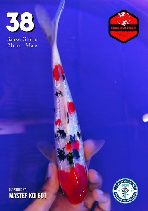 Lelang Koi Online, Jual Beli Ikan Koi, Pusat Jual Beli Koi, Info Lelang Koi Hari Ini, Platform Jual Beli Koi, Jual Beli Ikan Koi Online, Marketplace Ikan Koi, Jual Koi Terbaik, Tempat Beli Koi Berkualitas, Pasar Ikan Koi Online Terpercaya, Penjual Ikan Koi Terpercaya, Beli Koi Hias Online, Ikan Koi untuk Dijual, Koi Kualitas Terbaik, Toko Online Ikan Koi, Koi Hias Untuk Dijual, Jual Beli Ikan Koi Lokal, Koi Indonesia Online, Pusat Jual Beli Koi Terbesar