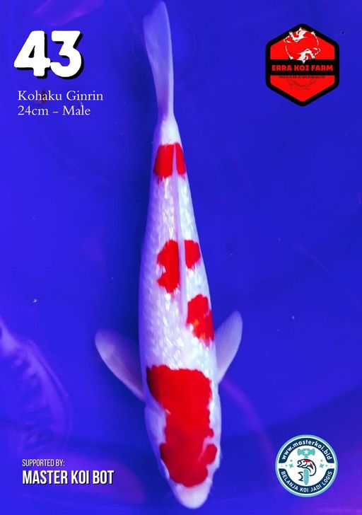 Lelang Koi Online, Jual Beli Ikan Koi, Pusat Jual Beli Koi, Info Lelang Koi Hari Ini, Platform Jual Beli Koi, Jual Beli Ikan Koi Online, Marketplace Ikan Koi, Jual Koi Terbaik, Tempat Beli Koi Berkualitas, Pasar Ikan Koi Online Terpercaya, Penjual Ikan Koi Terpercaya, Beli Koi Hias Online, Ikan Koi untuk Dijual, Koi Kualitas Terbaik, Toko Online Ikan Koi, Koi Hias Untuk Dijual, Jual Beli Ikan Koi Lokal, Koi Indonesia Online, Pusat Jual Beli Koi Terbesar