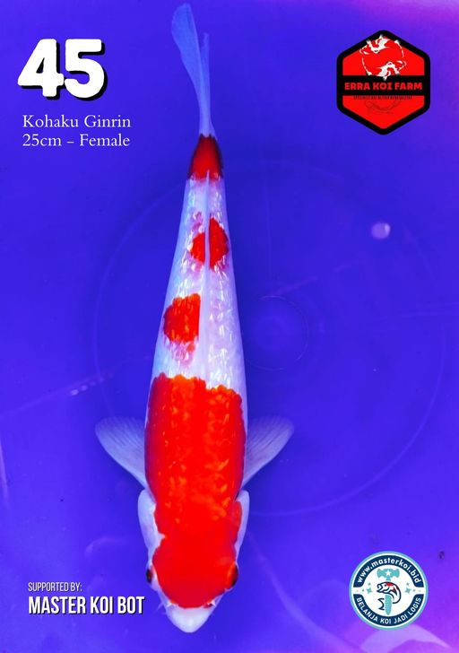 Lelang Koi Online, Jual Beli Ikan Koi, Pusat Jual Beli Koi, Info Lelang Koi Hari Ini, Platform Jual Beli Koi, Jual Beli Ikan Koi Online, Marketplace Ikan Koi, Jual Koi Terbaik, Tempat Beli Koi Berkualitas, Pasar Ikan Koi Online Terpercaya, Penjual Ikan Koi Terpercaya, Beli Koi Hias Online, Ikan Koi untuk Dijual, Koi Kualitas Terbaik, Toko Online Ikan Koi, Koi Hias Untuk Dijual, Jual Beli Ikan Koi Lokal, Koi Indonesia Online, Pusat Jual Beli Koi Terbesar