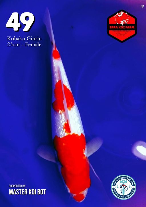Lelang Koi Online, Jual Beli Ikan Koi, Pusat Jual Beli Koi, Info Lelang Koi Hari Ini, Platform Jual Beli Koi, Jual Beli Ikan Koi Online, Marketplace Ikan Koi, Jual Koi Terbaik, Tempat Beli Koi Berkualitas, Pasar Ikan Koi Online Terpercaya, Penjual Ikan Koi Terpercaya, Beli Koi Hias Online, Ikan Koi untuk Dijual, Koi Kualitas Terbaik, Toko Online Ikan Koi, Koi Hias Untuk Dijual, Jual Beli Ikan Koi Lokal, Koi Indonesia Online, Pusat Jual Beli Koi Terbesar