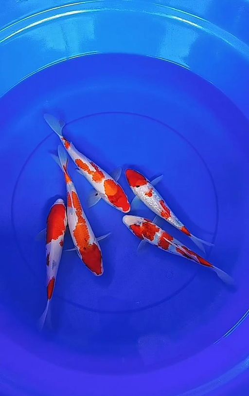 Lelang Koi Online, Jual Beli Ikan Koi, Pusat Jual Beli Koi, Info Lelang Koi Hari Ini, Platform Jual Beli Koi, Jual Beli Ikan Koi Online, Marketplace Ikan Koi, Jual Koi Terbaik, Tempat Beli Koi Berkualitas, Pasar Ikan Koi Online Terpercaya, Penjual Ikan Koi Terpercaya, Beli Koi Hias Online, Ikan Koi untuk Dijual, Koi Kualitas Terbaik, Toko Online Ikan Koi, Koi Hias Untuk Dijual, Jual Beli Ikan Koi Lokal, Koi Indonesia Online, Pusat Jual Beli Koi Terbesar