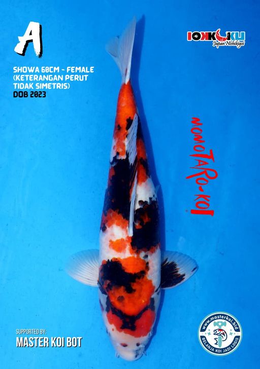 Lelang Koi Online, Jual Beli Ikan Koi, Pusat Jual Beli Koi, Info Lelang Koi Hari Ini, Platform Jual Beli Koi, Jual Beli Ikan Koi Online, Marketplace Ikan Koi, Jual Koi Terbaik, Tempat Beli Koi Berkualitas, Pasar Ikan Koi Online Terpercaya, Penjual Ikan Koi Terpercaya, Beli Koi Hias Online, Ikan Koi untuk Dijual, Koi Kualitas Terbaik, Toko Online Ikan Koi, Koi Hias Untuk Dijual, Jual Beli Ikan Koi Lokal, Koi Indonesia Online, Pusat Jual Beli Koi Terbesar