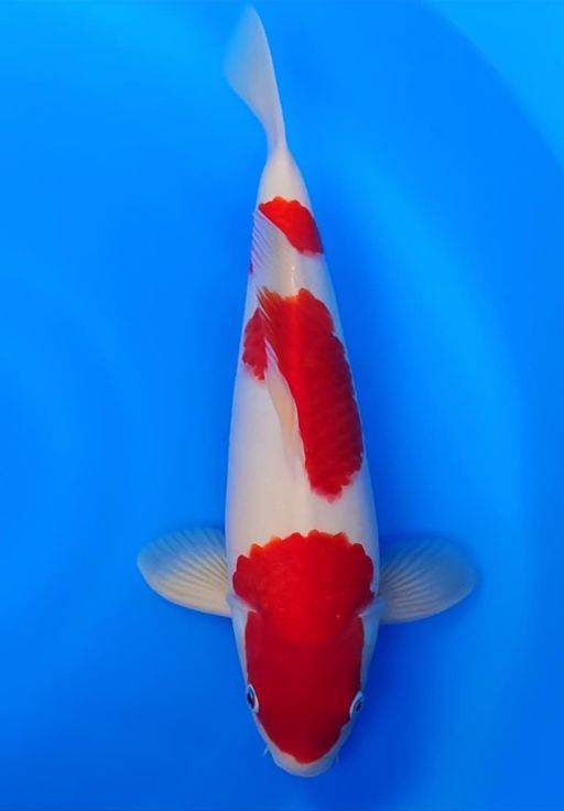 Lelang Koi Online, Jual Beli Ikan Koi, Pusat Jual Beli Koi, Info Lelang Koi Hari Ini, Platform Jual Beli Koi, Jual Beli Ikan Koi Online, Marketplace Ikan Koi, Jual Koi Terbaik, Tempat Beli Koi Berkualitas, Pasar Ikan Koi Online Terpercaya, Penjual Ikan Koi Terpercaya, Beli Koi Hias Online, Ikan Koi untuk Dijual, Koi Kualitas Terbaik, Toko Online Ikan Koi, Koi Hias Untuk Dijual, Jual Beli Ikan Koi Lokal, Koi Indonesia Online, Pusat Jual Beli Koi Terbesar