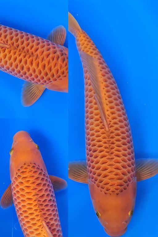 Lelang Koi Online, Jual Beli Ikan Koi, Pusat Jual Beli Koi, Info Lelang Koi Hari Ini, Platform Jual Beli Koi, Jual Beli Ikan Koi Online, Marketplace Ikan Koi, Jual Koi Terbaik, Tempat Beli Koi Berkualitas, Pasar Ikan Koi Online Terpercaya, Penjual Ikan Koi Terpercaya, Beli Koi Hias Online, Ikan Koi untuk Dijual, Koi Kualitas Terbaik, Toko Online Ikan Koi, Koi Hias Untuk Dijual, Jual Beli Ikan Koi Lokal, Koi Indonesia Online, Pusat Jual Beli Koi Terbesar
