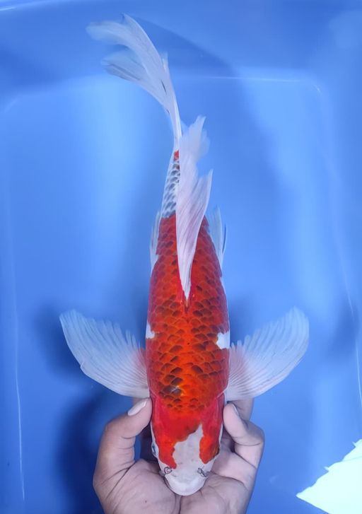 Lelang Koi Online, Jual Beli Ikan Koi, Pusat Jual Beli Koi, Info Lelang Koi Hari Ini, Platform Jual Beli Koi, Jual Beli Ikan Koi Online, Marketplace Ikan Koi, Jual Koi Terbaik, Tempat Beli Koi Berkualitas, Pasar Ikan Koi Online Terpercaya, Penjual Ikan Koi Terpercaya, Beli Koi Hias Online, Ikan Koi untuk Dijual, Koi Kualitas Terbaik, Toko Online Ikan Koi, Koi Hias Untuk Dijual, Jual Beli Ikan Koi Lokal, Koi Indonesia Online, Pusat Jual Beli Koi Terbesar