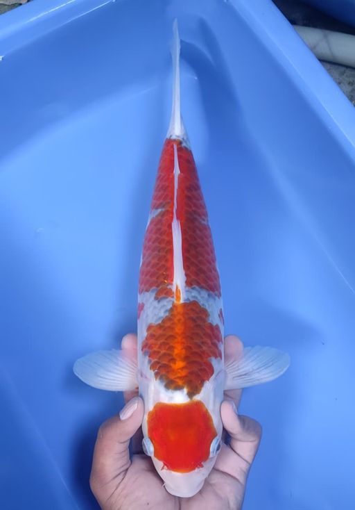 Lelang Koi Online, Jual Beli Ikan Koi, Pusat Jual Beli Koi, Info Lelang Koi Hari Ini, Platform Jual Beli Koi, Jual Beli Ikan Koi Online, Marketplace Ikan Koi, Jual Koi Terbaik, Tempat Beli Koi Berkualitas, Pasar Ikan Koi Online Terpercaya, Penjual Ikan Koi Terpercaya, Beli Koi Hias Online, Ikan Koi untuk Dijual, Koi Kualitas Terbaik, Toko Online Ikan Koi, Koi Hias Untuk Dijual, Jual Beli Ikan Koi Lokal, Koi Indonesia Online, Pusat Jual Beli Koi Terbesar