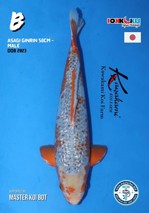 Lelang Koi Online, Jual Beli Ikan Koi, Pusat Jual Beli Koi, Info Lelang Koi Hari Ini, Platform Jual Beli Koi, Jual Beli Ikan Koi Online, Marketplace Ikan Koi, Jual Koi Terbaik, Tempat Beli Koi Berkualitas, Pasar Ikan Koi Online Terpercaya, Penjual Ikan Koi Terpercaya, Beli Koi Hias Online, Ikan Koi untuk Dijual, Koi Kualitas Terbaik, Toko Online Ikan Koi, Koi Hias Untuk Dijual, Jual Beli Ikan Koi Lokal, Koi Indonesia Online, Pusat Jual Beli Koi Terbesar