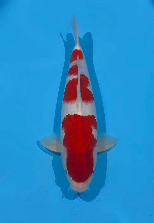 Lelang Koi Online, Jual Beli Ikan Koi, Pusat Jual Beli Koi, Info Lelang Koi Hari Ini, Platform Jual Beli Koi, Jual Beli Ikan Koi Online, Marketplace Ikan Koi, Jual Koi Terbaik, Tempat Beli Koi Berkualitas, Pasar Ikan Koi Online Terpercaya, Penjual Ikan Koi Terpercaya, Beli Koi Hias Online, Ikan Koi untuk Dijual, Koi Kualitas Terbaik, Toko Online Ikan Koi, Koi Hias Untuk Dijual, Jual Beli Ikan Koi Lokal, Koi Indonesia Online, Pusat Jual Beli Koi Terbesar