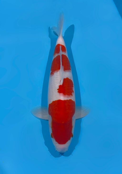 Lelang Koi Online, Jual Beli Ikan Koi, Pusat Jual Beli Koi, Info Lelang Koi Hari Ini, Platform Jual Beli Koi, Jual Beli Ikan Koi Online, Marketplace Ikan Koi, Jual Koi Terbaik, Tempat Beli Koi Berkualitas, Pasar Ikan Koi Online Terpercaya, Penjual Ikan Koi Terpercaya, Beli Koi Hias Online, Ikan Koi untuk Dijual, Koi Kualitas Terbaik, Toko Online Ikan Koi, Koi Hias Untuk Dijual, Jual Beli Ikan Koi Lokal, Koi Indonesia Online, Pusat Jual Beli Koi Terbesar