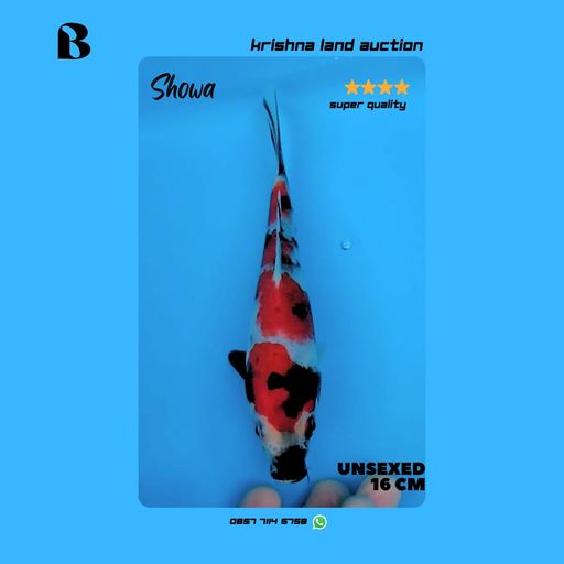 Lelang Koi Online, Jual Beli Ikan Koi, Pusat Jual Beli Koi, Info Lelang Koi Hari Ini, Platform Jual Beli Koi, Jual Beli Ikan Koi Online, Marketplace Ikan Koi, Jual Koi Terbaik, Tempat Beli Koi Berkualitas, Pasar Ikan Koi Online Terpercaya, Penjual Ikan Koi Terpercaya, Beli Koi Hias Online, Ikan Koi untuk Dijual, Koi Kualitas Terbaik, Toko Online Ikan Koi, Koi Hias Untuk Dijual, Jual Beli Ikan Koi Lokal, Koi Indonesia Online, Pusat Jual Beli Koi Terbesar