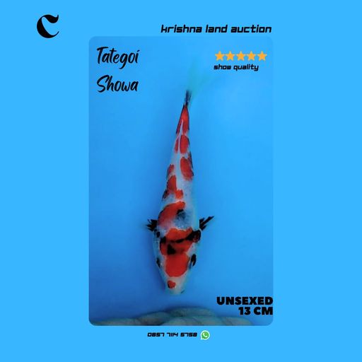 Lelang Koi Online, Jual Beli Ikan Koi, Pusat Jual Beli Koi, Info Lelang Koi Hari Ini, Platform Jual Beli Koi, Jual Beli Ikan Koi Online, Marketplace Ikan Koi, Jual Koi Terbaik, Tempat Beli Koi Berkualitas, Pasar Ikan Koi Online Terpercaya, Penjual Ikan Koi Terpercaya, Beli Koi Hias Online, Ikan Koi untuk Dijual, Koi Kualitas Terbaik, Toko Online Ikan Koi, Koi Hias Untuk Dijual, Jual Beli Ikan Koi Lokal, Koi Indonesia Online, Pusat Jual Beli Koi Terbesar