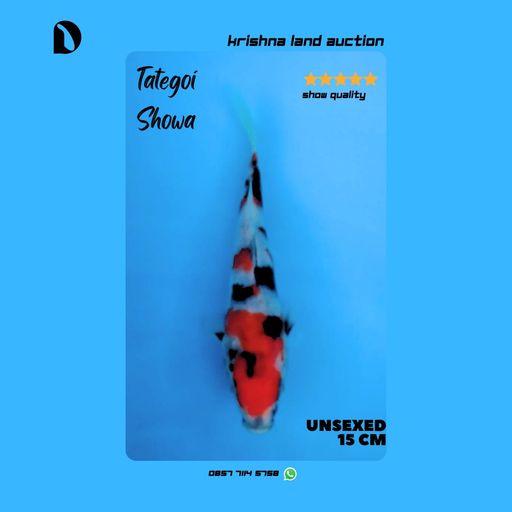 Lelang Koi Online, Jual Beli Ikan Koi, Pusat Jual Beli Koi, Info Lelang Koi Hari Ini, Platform Jual Beli Koi, Jual Beli Ikan Koi Online, Marketplace Ikan Koi, Jual Koi Terbaik, Tempat Beli Koi Berkualitas, Pasar Ikan Koi Online Terpercaya, Penjual Ikan Koi Terpercaya, Beli Koi Hias Online, Ikan Koi untuk Dijual, Koi Kualitas Terbaik, Toko Online Ikan Koi, Koi Hias Untuk Dijual, Jual Beli Ikan Koi Lokal, Koi Indonesia Online, Pusat Jual Beli Koi Terbesar