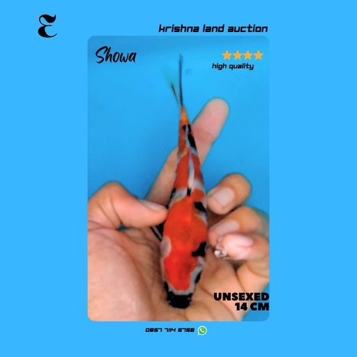 Lelang Koi Online, Jual Beli Ikan Koi, Pusat Jual Beli Koi, Info Lelang Koi Hari Ini, Platform Jual Beli Koi, Jual Beli Ikan Koi Online, Marketplace Ikan Koi, Jual Koi Terbaik, Tempat Beli Koi Berkualitas, Pasar Ikan Koi Online Terpercaya, Penjual Ikan Koi Terpercaya, Beli Koi Hias Online, Ikan Koi untuk Dijual, Koi Kualitas Terbaik, Toko Online Ikan Koi, Koi Hias Untuk Dijual, Jual Beli Ikan Koi Lokal, Koi Indonesia Online, Pusat Jual Beli Koi Terbesar