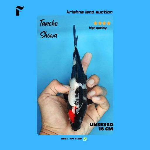 Lelang Koi Online, Jual Beli Ikan Koi, Pusat Jual Beli Koi, Info Lelang Koi Hari Ini, Platform Jual Beli Koi, Jual Beli Ikan Koi Online, Marketplace Ikan Koi, Jual Koi Terbaik, Tempat Beli Koi Berkualitas, Pasar Ikan Koi Online Terpercaya, Penjual Ikan Koi Terpercaya, Beli Koi Hias Online, Ikan Koi untuk Dijual, Koi Kualitas Terbaik, Toko Online Ikan Koi, Koi Hias Untuk Dijual, Jual Beli Ikan Koi Lokal, Koi Indonesia Online, Pusat Jual Beli Koi Terbesar