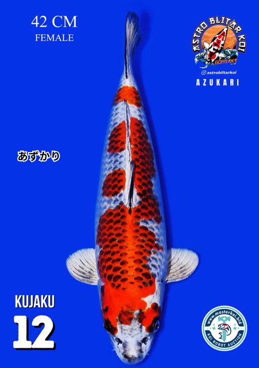 Lelang Koi Online, Jual Beli Ikan Koi, Pusat Jual Beli Koi, Info Lelang Koi Hari Ini, Platform Jual Beli Koi, Jual Beli Ikan Koi Online, Marketplace Ikan Koi, Jual Koi Terbaik, Tempat Beli Koi Berkualitas, Pasar Ikan Koi Online Terpercaya, Penjual Ikan Koi Terpercaya, Beli Koi Hias Online, Ikan Koi untuk Dijual, Koi Kualitas Terbaik, Toko Online Ikan Koi, Koi Hias Untuk Dijual, Jual Beli Ikan Koi Lokal, Koi Indonesia Online, Pusat Jual Beli Koi Terbesar
