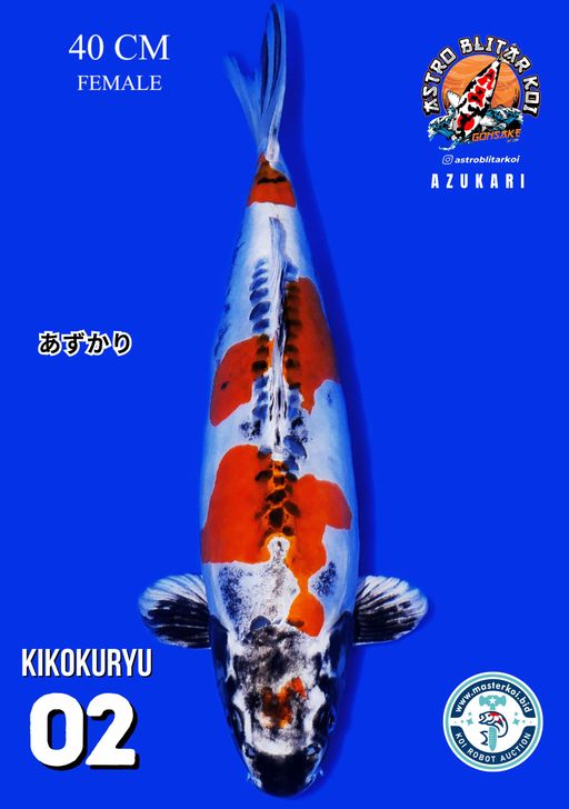 Lelang Koi Online, Jual Beli Ikan Koi, Pusat Jual Beli Koi, Info Lelang Koi Hari Ini, Platform Jual Beli Koi, Jual Beli Ikan Koi Online, Marketplace Ikan Koi, Jual Koi Terbaik, Tempat Beli Koi Berkualitas, Pasar Ikan Koi Online Terpercaya, Penjual Ikan Koi Terpercaya, Beli Koi Hias Online, Ikan Koi untuk Dijual, Koi Kualitas Terbaik, Toko Online Ikan Koi, Koi Hias Untuk Dijual, Jual Beli Ikan Koi Lokal, Koi Indonesia Online, Pusat Jual Beli Koi Terbesar