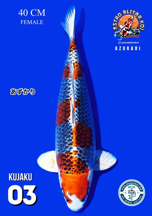 Lelang Koi Online, Jual Beli Ikan Koi, Pusat Jual Beli Koi, Info Lelang Koi Hari Ini, Platform Jual Beli Koi, Jual Beli Ikan Koi Online, Marketplace Ikan Koi, Jual Koi Terbaik, Tempat Beli Koi Berkualitas, Pasar Ikan Koi Online Terpercaya, Penjual Ikan Koi Terpercaya, Beli Koi Hias Online, Ikan Koi untuk Dijual, Koi Kualitas Terbaik, Toko Online Ikan Koi, Koi Hias Untuk Dijual, Jual Beli Ikan Koi Lokal, Koi Indonesia Online, Pusat Jual Beli Koi Terbesar