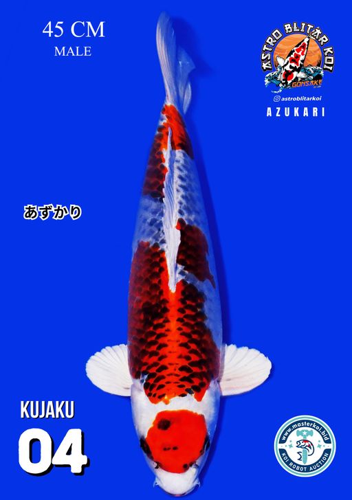 Lelang Koi Online, Jual Beli Ikan Koi, Pusat Jual Beli Koi, Info Lelang Koi Hari Ini, Platform Jual Beli Koi, Jual Beli Ikan Koi Online, Marketplace Ikan Koi, Jual Koi Terbaik, Tempat Beli Koi Berkualitas, Pasar Ikan Koi Online Terpercaya, Penjual Ikan Koi Terpercaya, Beli Koi Hias Online, Ikan Koi untuk Dijual, Koi Kualitas Terbaik, Toko Online Ikan Koi, Koi Hias Untuk Dijual, Jual Beli Ikan Koi Lokal, Koi Indonesia Online, Pusat Jual Beli Koi Terbesar
