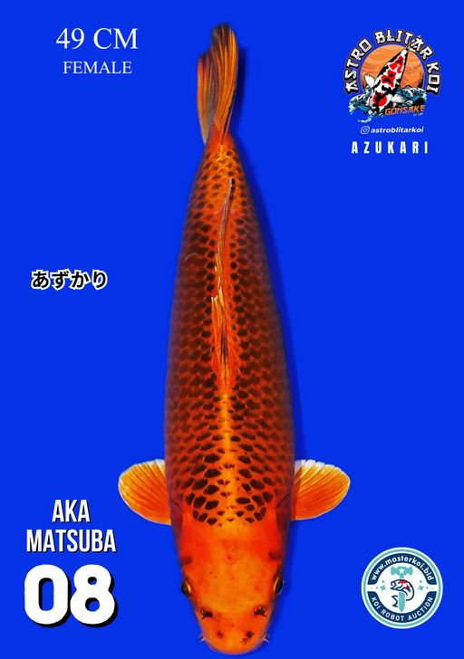 Lelang Koi Online, Jual Beli Ikan Koi, Pusat Jual Beli Koi, Info Lelang Koi Hari Ini, Platform Jual Beli Koi, Jual Beli Ikan Koi Online, Marketplace Ikan Koi, Jual Koi Terbaik, Tempat Beli Koi Berkualitas, Pasar Ikan Koi Online Terpercaya, Penjual Ikan Koi Terpercaya, Beli Koi Hias Online, Ikan Koi untuk Dijual, Koi Kualitas Terbaik, Toko Online Ikan Koi, Koi Hias Untuk Dijual, Jual Beli Ikan Koi Lokal, Koi Indonesia Online, Pusat Jual Beli Koi Terbesar