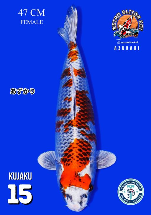 Lelang Koi Online, Jual Beli Ikan Koi, Pusat Jual Beli Koi, Info Lelang Koi Hari Ini, Platform Jual Beli Koi, Jual Beli Ikan Koi Online, Marketplace Ikan Koi, Jual Koi Terbaik, Tempat Beli Koi Berkualitas, Pasar Ikan Koi Online Terpercaya, Penjual Ikan Koi Terpercaya, Beli Koi Hias Online, Ikan Koi untuk Dijual, Koi Kualitas Terbaik, Toko Online Ikan Koi, Koi Hias Untuk Dijual, Jual Beli Ikan Koi Lokal, Koi Indonesia Online, Pusat Jual Beli Koi Terbesar