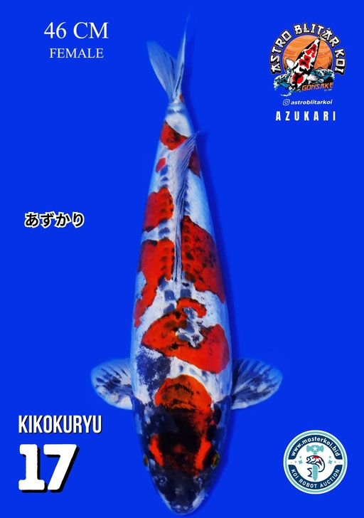 Lelang Koi Online, Jual Beli Ikan Koi, Pusat Jual Beli Koi, Info Lelang Koi Hari Ini, Platform Jual Beli Koi, Jual Beli Ikan Koi Online, Marketplace Ikan Koi, Jual Koi Terbaik, Tempat Beli Koi Berkualitas, Pasar Ikan Koi Online Terpercaya, Penjual Ikan Koi Terpercaya, Beli Koi Hias Online, Ikan Koi untuk Dijual, Koi Kualitas Terbaik, Toko Online Ikan Koi, Koi Hias Untuk Dijual, Jual Beli Ikan Koi Lokal, Koi Indonesia Online, Pusat Jual Beli Koi Terbesar