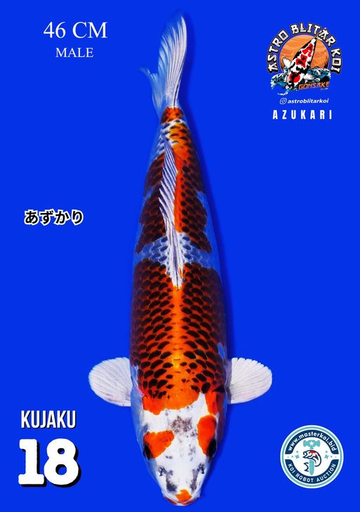 Lelang Koi Online, Jual Beli Ikan Koi, Pusat Jual Beli Koi, Info Lelang Koi Hari Ini, Platform Jual Beli Koi, Jual Beli Ikan Koi Online, Marketplace Ikan Koi, Jual Koi Terbaik, Tempat Beli Koi Berkualitas, Pasar Ikan Koi Online Terpercaya, Penjual Ikan Koi Terpercaya, Beli Koi Hias Online, Ikan Koi untuk Dijual, Koi Kualitas Terbaik, Toko Online Ikan Koi, Koi Hias Untuk Dijual, Jual Beli Ikan Koi Lokal, Koi Indonesia Online, Pusat Jual Beli Koi Terbesar