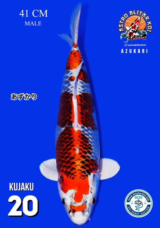 Lelang Koi Online, Jual Beli Ikan Koi, Pusat Jual Beli Koi, Info Lelang Koi Hari Ini, Platform Jual Beli Koi, Jual Beli Ikan Koi Online, Marketplace Ikan Koi, Jual Koi Terbaik, Tempat Beli Koi Berkualitas, Pasar Ikan Koi Online Terpercaya, Penjual Ikan Koi Terpercaya, Beli Koi Hias Online, Ikan Koi untuk Dijual, Koi Kualitas Terbaik, Toko Online Ikan Koi, Koi Hias Untuk Dijual, Jual Beli Ikan Koi Lokal, Koi Indonesia Online, Pusat Jual Beli Koi Terbesar