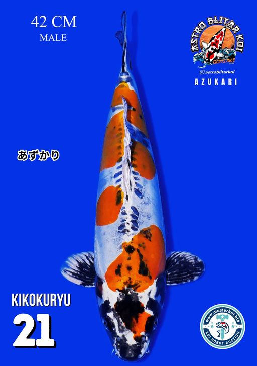 Lelang Koi Online, Jual Beli Ikan Koi, Pusat Jual Beli Koi, Info Lelang Koi Hari Ini, Platform Jual Beli Koi, Jual Beli Ikan Koi Online, Marketplace Ikan Koi, Jual Koi Terbaik, Tempat Beli Koi Berkualitas, Pasar Ikan Koi Online Terpercaya, Penjual Ikan Koi Terpercaya, Beli Koi Hias Online, Ikan Koi untuk Dijual, Koi Kualitas Terbaik, Toko Online Ikan Koi, Koi Hias Untuk Dijual, Jual Beli Ikan Koi Lokal, Koi Indonesia Online, Pusat Jual Beli Koi Terbesar