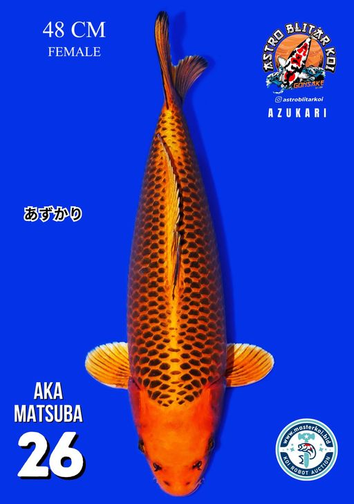Lelang Koi Online, Jual Beli Ikan Koi, Pusat Jual Beli Koi, Info Lelang Koi Hari Ini, Platform Jual Beli Koi, Jual Beli Ikan Koi Online, Marketplace Ikan Koi, Jual Koi Terbaik, Tempat Beli Koi Berkualitas, Pasar Ikan Koi Online Terpercaya, Penjual Ikan Koi Terpercaya, Beli Koi Hias Online, Ikan Koi untuk Dijual, Koi Kualitas Terbaik, Toko Online Ikan Koi, Koi Hias Untuk Dijual, Jual Beli Ikan Koi Lokal, Koi Indonesia Online, Pusat Jual Beli Koi Terbesar