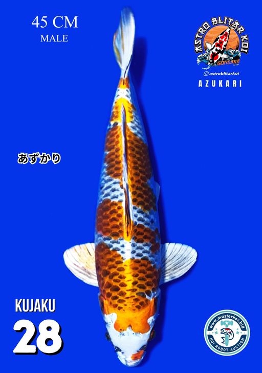 Lelang Koi Online, Jual Beli Ikan Koi, Pusat Jual Beli Koi, Info Lelang Koi Hari Ini, Platform Jual Beli Koi, Jual Beli Ikan Koi Online, Marketplace Ikan Koi, Jual Koi Terbaik, Tempat Beli Koi Berkualitas, Pasar Ikan Koi Online Terpercaya, Penjual Ikan Koi Terpercaya, Beli Koi Hias Online, Ikan Koi untuk Dijual, Koi Kualitas Terbaik, Toko Online Ikan Koi, Koi Hias Untuk Dijual, Jual Beli Ikan Koi Lokal, Koi Indonesia Online, Pusat Jual Beli Koi Terbesar