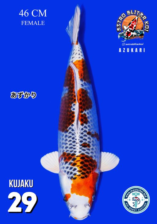 Lelang Koi Online, Jual Beli Ikan Koi, Pusat Jual Beli Koi, Info Lelang Koi Hari Ini, Platform Jual Beli Koi, Jual Beli Ikan Koi Online, Marketplace Ikan Koi, Jual Koi Terbaik, Tempat Beli Koi Berkualitas, Pasar Ikan Koi Online Terpercaya, Penjual Ikan Koi Terpercaya, Beli Koi Hias Online, Ikan Koi untuk Dijual, Koi Kualitas Terbaik, Toko Online Ikan Koi, Koi Hias Untuk Dijual, Jual Beli Ikan Koi Lokal, Koi Indonesia Online, Pusat Jual Beli Koi Terbesar