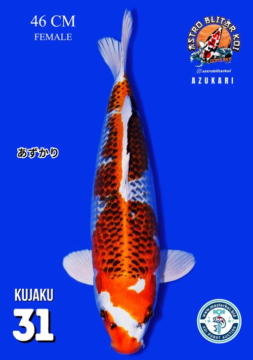 Lelang Koi Online, Jual Beli Ikan Koi, Pusat Jual Beli Koi, Info Lelang Koi Hari Ini, Platform Jual Beli Koi, Jual Beli Ikan Koi Online, Marketplace Ikan Koi, Jual Koi Terbaik, Tempat Beli Koi Berkualitas, Pasar Ikan Koi Online Terpercaya, Penjual Ikan Koi Terpercaya, Beli Koi Hias Online, Ikan Koi untuk Dijual, Koi Kualitas Terbaik, Toko Online Ikan Koi, Koi Hias Untuk Dijual, Jual Beli Ikan Koi Lokal, Koi Indonesia Online, Pusat Jual Beli Koi Terbesar