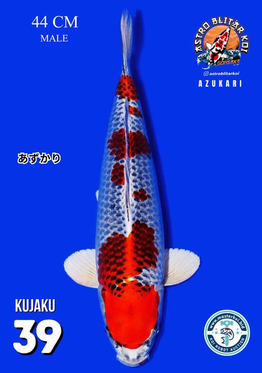 Lelang Koi Online, Jual Beli Ikan Koi, Pusat Jual Beli Koi, Info Lelang Koi Hari Ini, Platform Jual Beli Koi, Jual Beli Ikan Koi Online, Marketplace Ikan Koi, Jual Koi Terbaik, Tempat Beli Koi Berkualitas, Pasar Ikan Koi Online Terpercaya, Penjual Ikan Koi Terpercaya, Beli Koi Hias Online, Ikan Koi untuk Dijual, Koi Kualitas Terbaik, Toko Online Ikan Koi, Koi Hias Untuk Dijual, Jual Beli Ikan Koi Lokal, Koi Indonesia Online, Pusat Jual Beli Koi Terbesar