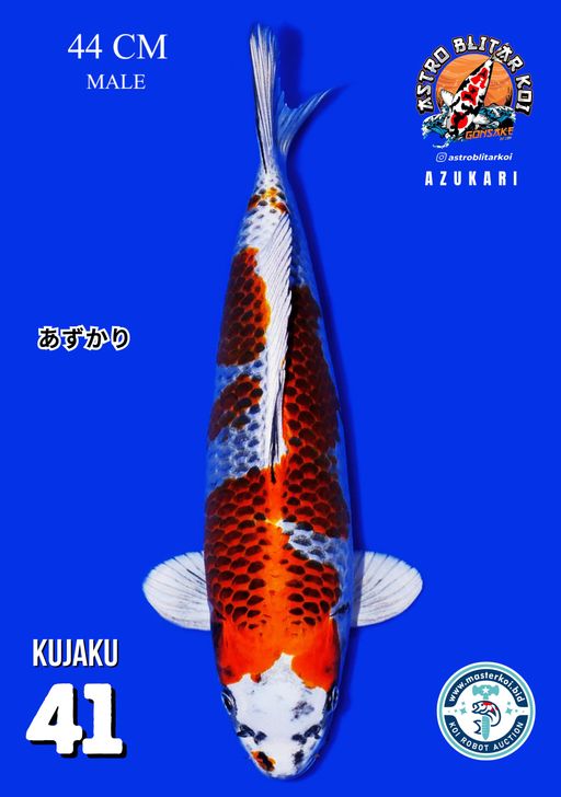 Lelang Koi Online, Jual Beli Ikan Koi, Pusat Jual Beli Koi, Info Lelang Koi Hari Ini, Platform Jual Beli Koi, Jual Beli Ikan Koi Online, Marketplace Ikan Koi, Jual Koi Terbaik, Tempat Beli Koi Berkualitas, Pasar Ikan Koi Online Terpercaya, Penjual Ikan Koi Terpercaya, Beli Koi Hias Online, Ikan Koi untuk Dijual, Koi Kualitas Terbaik, Toko Online Ikan Koi, Koi Hias Untuk Dijual, Jual Beli Ikan Koi Lokal, Koi Indonesia Online, Pusat Jual Beli Koi Terbesar