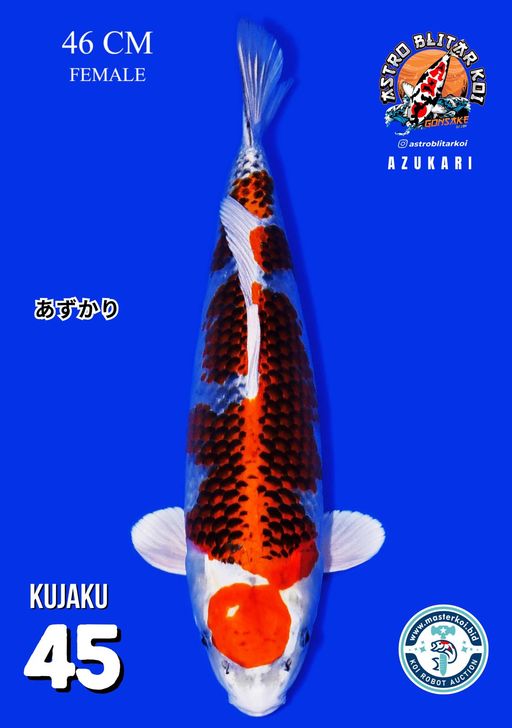 Lelang Koi Online, Jual Beli Ikan Koi, Pusat Jual Beli Koi, Info Lelang Koi Hari Ini, Platform Jual Beli Koi, Jual Beli Ikan Koi Online, Marketplace Ikan Koi, Jual Koi Terbaik, Tempat Beli Koi Berkualitas, Pasar Ikan Koi Online Terpercaya, Penjual Ikan Koi Terpercaya, Beli Koi Hias Online, Ikan Koi untuk Dijual, Koi Kualitas Terbaik, Toko Online Ikan Koi, Koi Hias Untuk Dijual, Jual Beli Ikan Koi Lokal, Koi Indonesia Online, Pusat Jual Beli Koi Terbesar