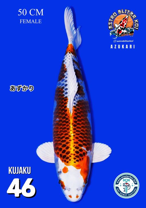 Lelang Koi Online, Jual Beli Ikan Koi, Pusat Jual Beli Koi, Info Lelang Koi Hari Ini, Platform Jual Beli Koi, Jual Beli Ikan Koi Online, Marketplace Ikan Koi, Jual Koi Terbaik, Tempat Beli Koi Berkualitas, Pasar Ikan Koi Online Terpercaya, Penjual Ikan Koi Terpercaya, Beli Koi Hias Online, Ikan Koi untuk Dijual, Koi Kualitas Terbaik, Toko Online Ikan Koi, Koi Hias Untuk Dijual, Jual Beli Ikan Koi Lokal, Koi Indonesia Online, Pusat Jual Beli Koi Terbesar