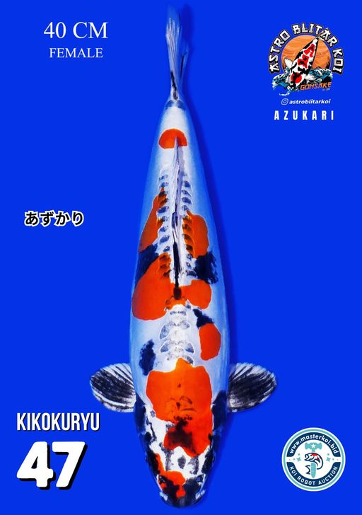 Lelang Koi Online, Jual Beli Ikan Koi, Pusat Jual Beli Koi, Info Lelang Koi Hari Ini, Platform Jual Beli Koi, Jual Beli Ikan Koi Online, Marketplace Ikan Koi, Jual Koi Terbaik, Tempat Beli Koi Berkualitas, Pasar Ikan Koi Online Terpercaya, Penjual Ikan Koi Terpercaya, Beli Koi Hias Online, Ikan Koi untuk Dijual, Koi Kualitas Terbaik, Toko Online Ikan Koi, Koi Hias Untuk Dijual, Jual Beli Ikan Koi Lokal, Koi Indonesia Online, Pusat Jual Beli Koi Terbesar