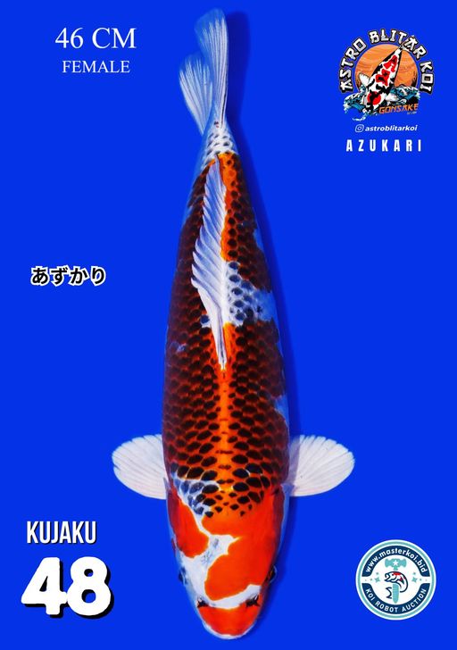 Lelang Koi Online, Jual Beli Ikan Koi, Pusat Jual Beli Koi, Info Lelang Koi Hari Ini, Platform Jual Beli Koi, Jual Beli Ikan Koi Online, Marketplace Ikan Koi, Jual Koi Terbaik, Tempat Beli Koi Berkualitas, Pasar Ikan Koi Online Terpercaya, Penjual Ikan Koi Terpercaya, Beli Koi Hias Online, Ikan Koi untuk Dijual, Koi Kualitas Terbaik, Toko Online Ikan Koi, Koi Hias Untuk Dijual, Jual Beli Ikan Koi Lokal, Koi Indonesia Online, Pusat Jual Beli Koi Terbesar