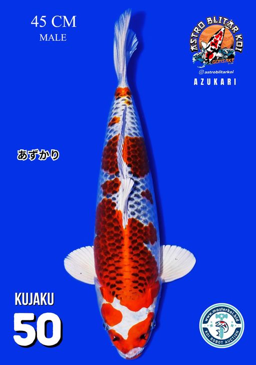 Lelang Koi Online, Jual Beli Ikan Koi, Pusat Jual Beli Koi, Info Lelang Koi Hari Ini, Platform Jual Beli Koi, Jual Beli Ikan Koi Online, Marketplace Ikan Koi, Jual Koi Terbaik, Tempat Beli Koi Berkualitas, Pasar Ikan Koi Online Terpercaya, Penjual Ikan Koi Terpercaya, Beli Koi Hias Online, Ikan Koi untuk Dijual, Koi Kualitas Terbaik, Toko Online Ikan Koi, Koi Hias Untuk Dijual, Jual Beli Ikan Koi Lokal, Koi Indonesia Online, Pusat Jual Beli Koi Terbesar