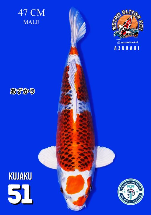 Lelang Koi Online, Jual Beli Ikan Koi, Pusat Jual Beli Koi, Info Lelang Koi Hari Ini, Platform Jual Beli Koi, Jual Beli Ikan Koi Online, Marketplace Ikan Koi, Jual Koi Terbaik, Tempat Beli Koi Berkualitas, Pasar Ikan Koi Online Terpercaya, Penjual Ikan Koi Terpercaya, Beli Koi Hias Online, Ikan Koi untuk Dijual, Koi Kualitas Terbaik, Toko Online Ikan Koi, Koi Hias Untuk Dijual, Jual Beli Ikan Koi Lokal, Koi Indonesia Online, Pusat Jual Beli Koi Terbesar