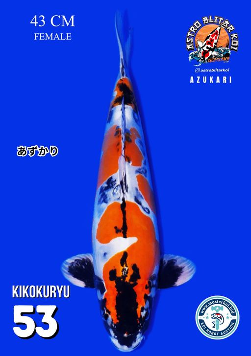 Lelang Koi Online, Jual Beli Ikan Koi, Pusat Jual Beli Koi, Info Lelang Koi Hari Ini, Platform Jual Beli Koi, Jual Beli Ikan Koi Online, Marketplace Ikan Koi, Jual Koi Terbaik, Tempat Beli Koi Berkualitas, Pasar Ikan Koi Online Terpercaya, Penjual Ikan Koi Terpercaya, Beli Koi Hias Online, Ikan Koi untuk Dijual, Koi Kualitas Terbaik, Toko Online Ikan Koi, Koi Hias Untuk Dijual, Jual Beli Ikan Koi Lokal, Koi Indonesia Online, Pusat Jual Beli Koi Terbesar