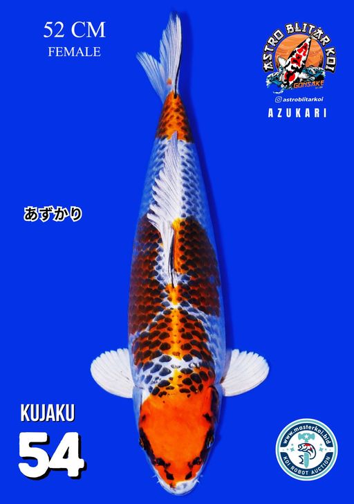 Lelang Koi Online, Jual Beli Ikan Koi, Pusat Jual Beli Koi, Info Lelang Koi Hari Ini, Platform Jual Beli Koi, Jual Beli Ikan Koi Online, Marketplace Ikan Koi, Jual Koi Terbaik, Tempat Beli Koi Berkualitas, Pasar Ikan Koi Online Terpercaya, Penjual Ikan Koi Terpercaya, Beli Koi Hias Online, Ikan Koi untuk Dijual, Koi Kualitas Terbaik, Toko Online Ikan Koi, Koi Hias Untuk Dijual, Jual Beli Ikan Koi Lokal, Koi Indonesia Online, Pusat Jual Beli Koi Terbesar