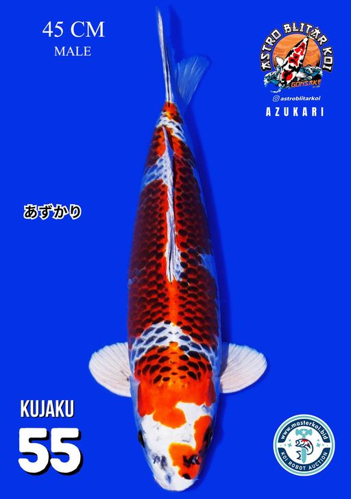Lelang Koi Online, Jual Beli Ikan Koi, Pusat Jual Beli Koi, Info Lelang Koi Hari Ini, Platform Jual Beli Koi, Jual Beli Ikan Koi Online, Marketplace Ikan Koi, Jual Koi Terbaik, Tempat Beli Koi Berkualitas, Pasar Ikan Koi Online Terpercaya, Penjual Ikan Koi Terpercaya, Beli Koi Hias Online, Ikan Koi untuk Dijual, Koi Kualitas Terbaik, Toko Online Ikan Koi, Koi Hias Untuk Dijual, Jual Beli Ikan Koi Lokal, Koi Indonesia Online, Pusat Jual Beli Koi Terbesar
