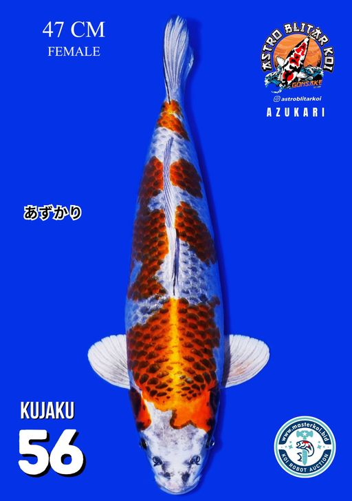 Lelang Koi Online, Jual Beli Ikan Koi, Pusat Jual Beli Koi, Info Lelang Koi Hari Ini, Platform Jual Beli Koi, Jual Beli Ikan Koi Online, Marketplace Ikan Koi, Jual Koi Terbaik, Tempat Beli Koi Berkualitas, Pasar Ikan Koi Online Terpercaya, Penjual Ikan Koi Terpercaya, Beli Koi Hias Online, Ikan Koi untuk Dijual, Koi Kualitas Terbaik, Toko Online Ikan Koi, Koi Hias Untuk Dijual, Jual Beli Ikan Koi Lokal, Koi Indonesia Online, Pusat Jual Beli Koi Terbesar