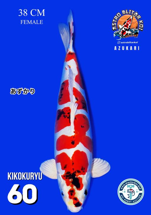 Lelang Koi Online, Jual Beli Ikan Koi, Pusat Jual Beli Koi, Info Lelang Koi Hari Ini, Platform Jual Beli Koi, Jual Beli Ikan Koi Online, Marketplace Ikan Koi, Jual Koi Terbaik, Tempat Beli Koi Berkualitas, Pasar Ikan Koi Online Terpercaya, Penjual Ikan Koi Terpercaya, Beli Koi Hias Online, Ikan Koi untuk Dijual, Koi Kualitas Terbaik, Toko Online Ikan Koi, Koi Hias Untuk Dijual, Jual Beli Ikan Koi Lokal, Koi Indonesia Online, Pusat Jual Beli Koi Terbesar