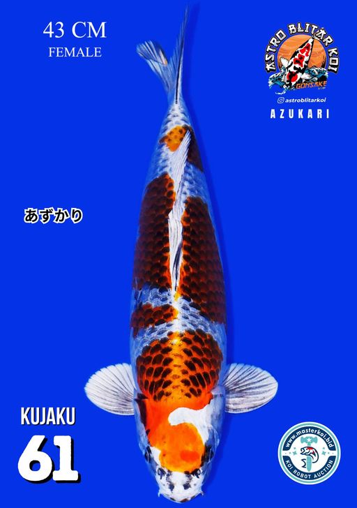 Lelang Koi Online, Jual Beli Ikan Koi, Pusat Jual Beli Koi, Info Lelang Koi Hari Ini, Platform Jual Beli Koi, Jual Beli Ikan Koi Online, Marketplace Ikan Koi, Jual Koi Terbaik, Tempat Beli Koi Berkualitas, Pasar Ikan Koi Online Terpercaya, Penjual Ikan Koi Terpercaya, Beli Koi Hias Online, Ikan Koi untuk Dijual, Koi Kualitas Terbaik, Toko Online Ikan Koi, Koi Hias Untuk Dijual, Jual Beli Ikan Koi Lokal, Koi Indonesia Online, Pusat Jual Beli Koi Terbesar