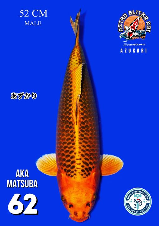 Lelang Koi Online, Jual Beli Ikan Koi, Pusat Jual Beli Koi, Info Lelang Koi Hari Ini, Platform Jual Beli Koi, Jual Beli Ikan Koi Online, Marketplace Ikan Koi, Jual Koi Terbaik, Tempat Beli Koi Berkualitas, Pasar Ikan Koi Online Terpercaya, Penjual Ikan Koi Terpercaya, Beli Koi Hias Online, Ikan Koi untuk Dijual, Koi Kualitas Terbaik, Toko Online Ikan Koi, Koi Hias Untuk Dijual, Jual Beli Ikan Koi Lokal, Koi Indonesia Online, Pusat Jual Beli Koi Terbesar
