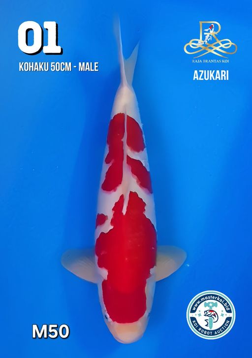 Lelang Koi Online, Jual Beli Ikan Koi, Pusat Jual Beli Koi, Info Lelang Koi Hari Ini, Platform Jual Beli Koi, Jual Beli Ikan Koi Online, Marketplace Ikan Koi, Jual Koi Terbaik, Tempat Beli Koi Berkualitas, Pasar Ikan Koi Online Terpercaya, Penjual Ikan Koi Terpercaya, Beli Koi Hias Online, Ikan Koi untuk Dijual, Koi Kualitas Terbaik, Toko Online Ikan Koi, Koi Hias Untuk Dijual, Jual Beli Ikan Koi Lokal, Koi Indonesia Online, Pusat Jual Beli Koi Terbesar