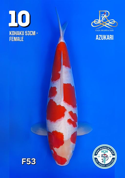 Lelang Koi Online, Jual Beli Ikan Koi, Pusat Jual Beli Koi, Info Lelang Koi Hari Ini, Platform Jual Beli Koi, Jual Beli Ikan Koi Online, Marketplace Ikan Koi, Jual Koi Terbaik, Tempat Beli Koi Berkualitas, Pasar Ikan Koi Online Terpercaya, Penjual Ikan Koi Terpercaya, Beli Koi Hias Online, Ikan Koi untuk Dijual, Koi Kualitas Terbaik, Toko Online Ikan Koi, Koi Hias Untuk Dijual, Jual Beli Ikan Koi Lokal, Koi Indonesia Online, Pusat Jual Beli Koi Terbesar